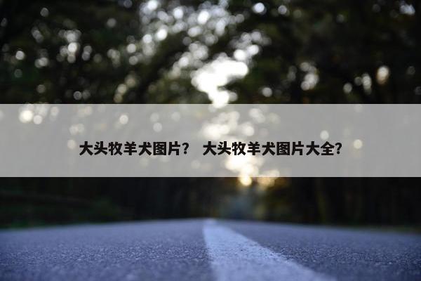 大头牧羊犬图片？ 大头牧羊犬图片大全？