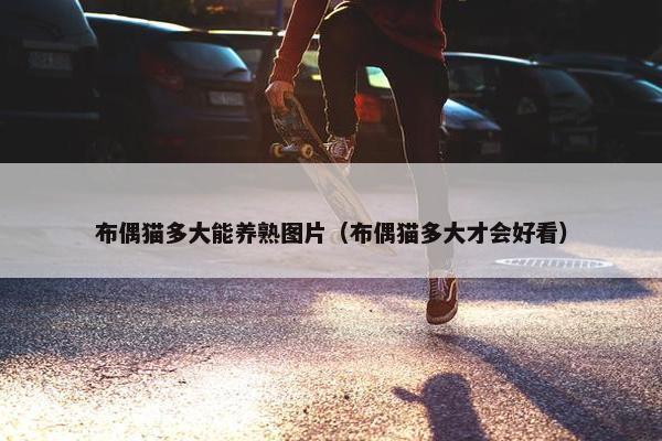 布偶猫多大能养熟图片（布偶猫多大才会好看）
