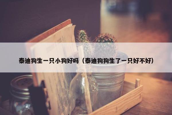 泰迪狗生一只小狗好吗(泰迪狗狗生了一只好不好)