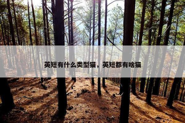 英短有什么类型猫，英短都有啥猫