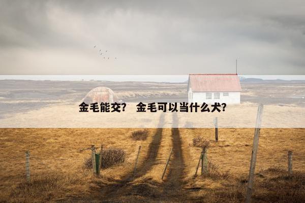 金毛能交？ 金毛可以当什么犬？