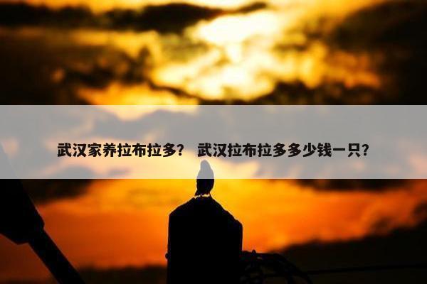 武汉家养拉布拉多？ 武汉拉布拉多多少钱一只？