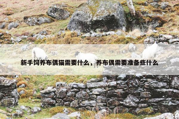 新手饲养布偶猫需要什么，养布偶需要准备些什么