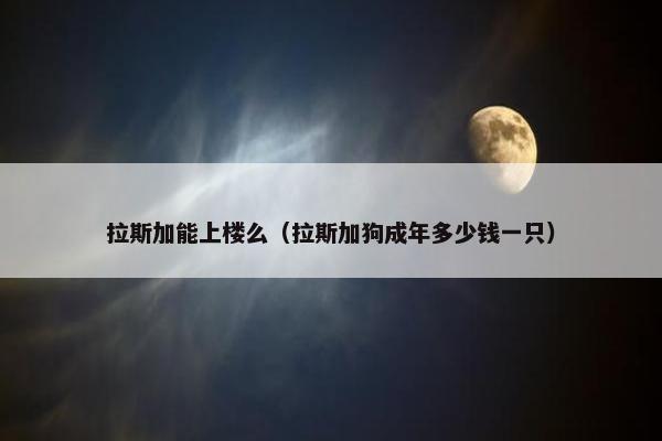 拉斯加能上楼么（拉斯加狗成年多少钱一只）