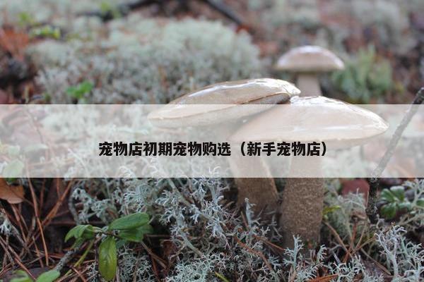 宠物店初期宠物购选(新手宠物店)