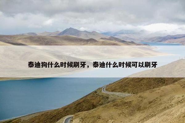 泰迪狗什么时候刷牙,泰迪什么时候可以刷牙