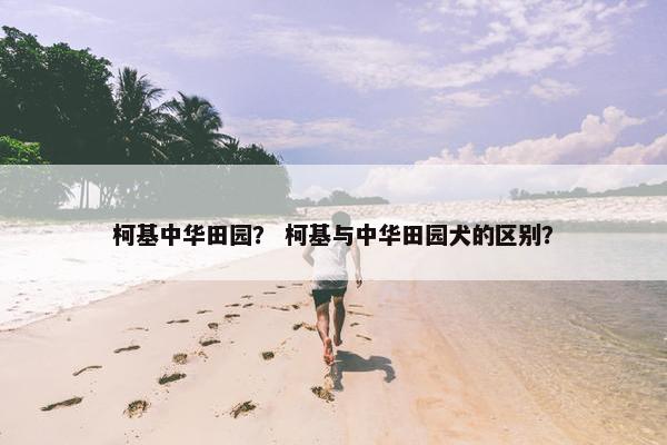 柯基中华田园？ 柯基与中华田园犬的区别？