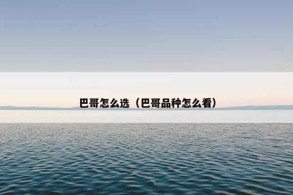 巴哥怎么选（巴哥品种怎么看）