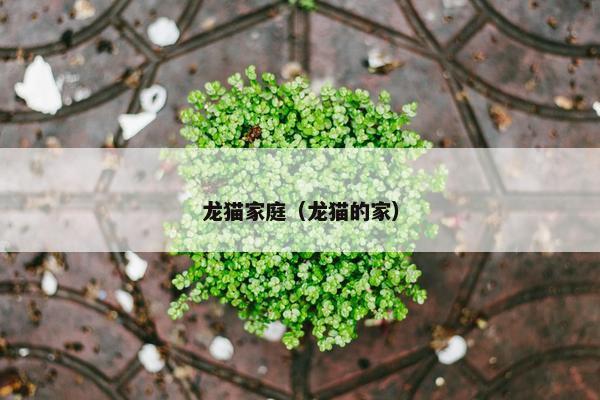 龙猫家庭（龙猫的家）