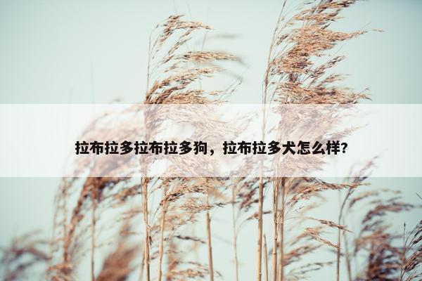 拉布拉多拉布拉多狗，拉布拉多犬怎么样?