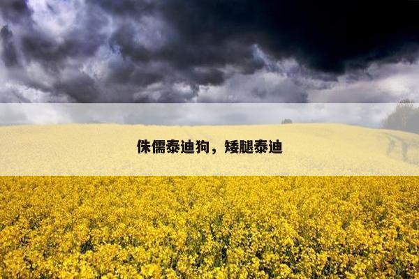 侏儒泰迪狗，矮腿泰迪