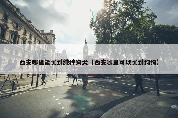 西安哪里能买到纯种狗犬（西安哪里可以买到狗狗）