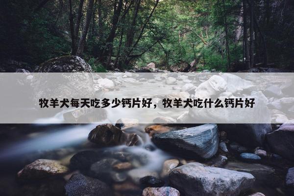 牧羊犬每天吃多少钙片好，牧羊犬吃什么钙片好