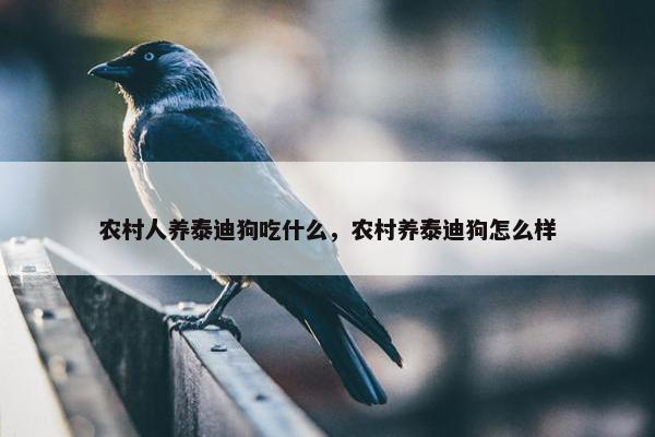 农村人养泰迪狗吃什么，农村养泰迪狗怎么样