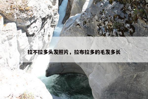 拉不拉多头发照片，拉布拉多的毛发多长