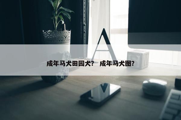 成年马犬田园犬？ 成年马犬图？