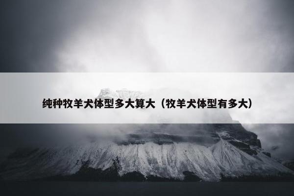 纯种牧羊犬体型多大算大（牧羊犬体型有多大）
