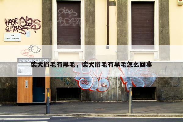 柴犬眉毛有黑毛，柴犬眉毛有黑毛怎么回事