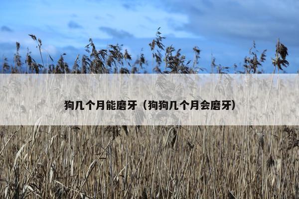 狗几个月能磨牙（狗狗几个月会磨牙）