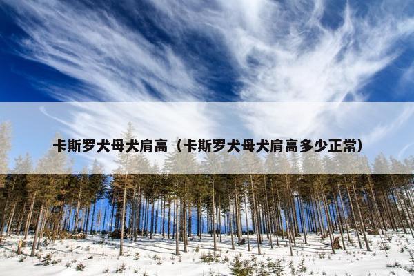 卡斯罗犬母犬肩高(卡斯罗犬母犬肩高多少正常)