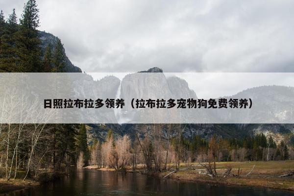 日照拉布拉多领养（拉布拉多宠物狗免费领养）