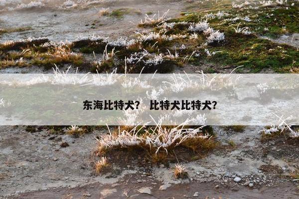 东海比特犬？ 比特犬比特犬？