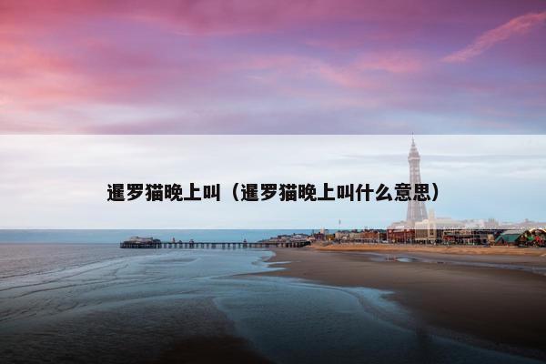暹罗猫晚上叫(暹罗猫晚上叫什么意思)