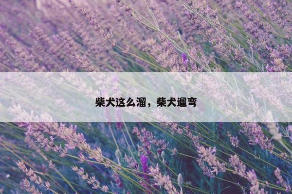 柴犬这么溜，柴犬遛弯