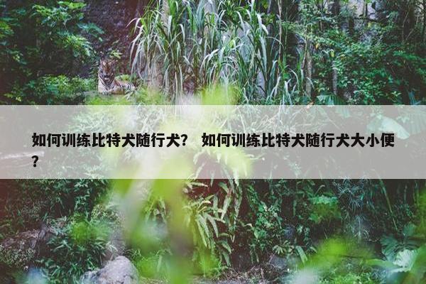 如何训练比特犬随行犬？ 如何训练比特犬随行犬大小便？