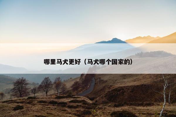 哪里马犬更好（马犬哪个国家的）