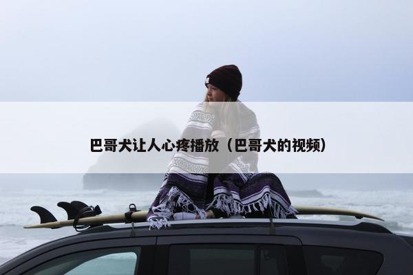 巴哥犬让人心疼播放（巴哥犬的视频）
