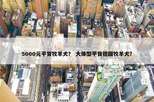 5000元平背牧羊犬？ 大体型平背德国牧羊犬？