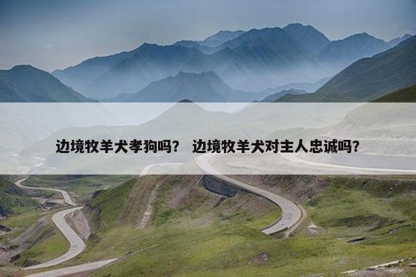 边境牧羊犬孝狗吗？ 边境牧羊犬对主人忠诚吗？