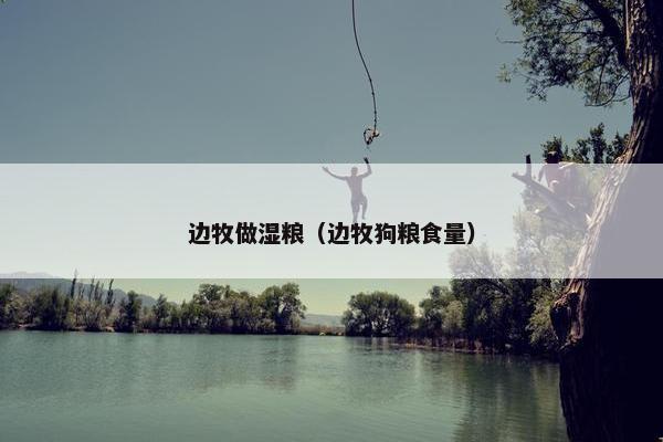 边牧做湿粮（边牧狗粮食量）