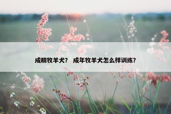 成精牧羊犬？ 成年牧羊犬怎么样训练？