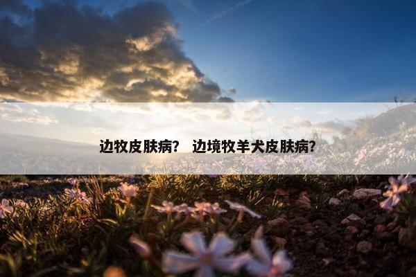 边牧皮肤病？ 边境牧羊犬皮肤病？