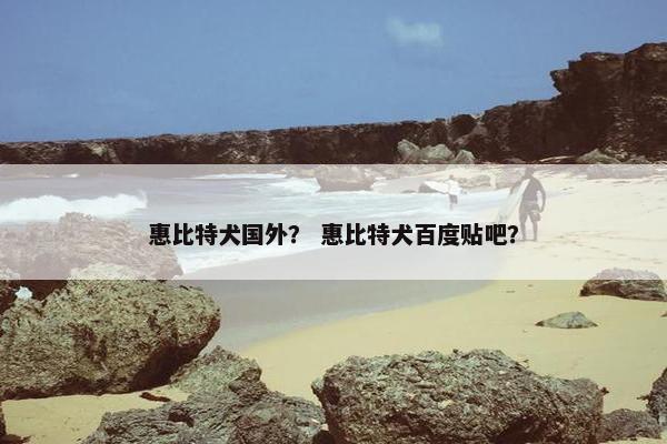 惠比特犬国外？ 惠比特犬百度贴吧？
