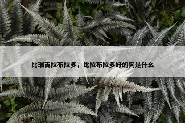 比瑞吉拉布拉多，比拉布拉多好的狗是什么
