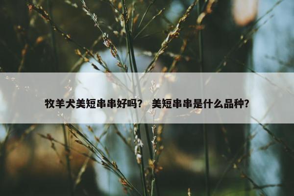 牧羊犬美短串串好吗？ 美短串串是什么品种？