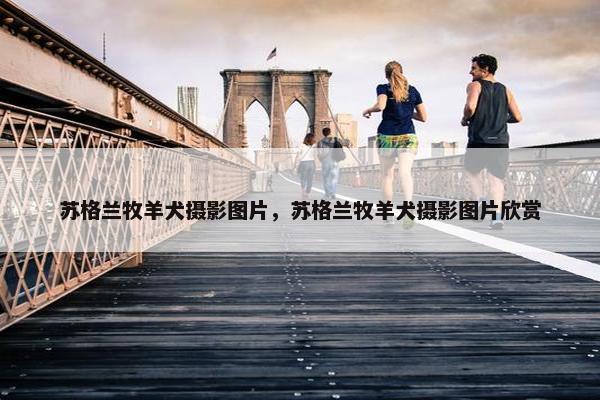 苏格兰牧羊犬摄影图片，苏格兰牧羊犬摄影图片欣赏