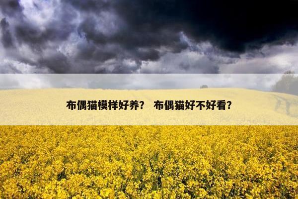 布偶猫模样好养？ 布偶猫好不好看？