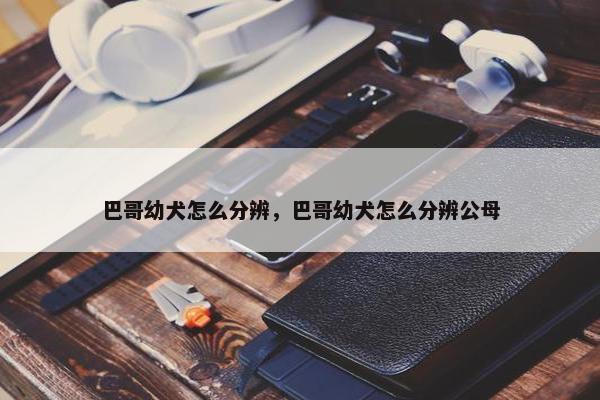巴哥幼犬怎么分辨，巴哥幼犬怎么分辨公母