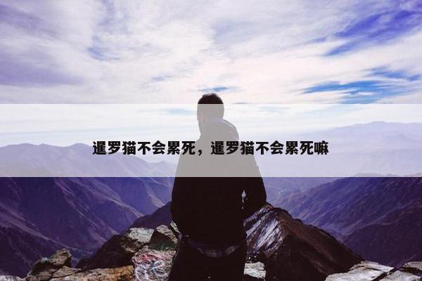 暹罗猫不会累死，暹罗猫不会累死嘛