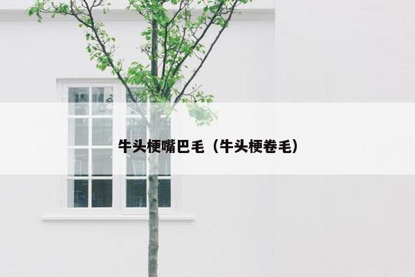 牛头梗嘴巴毛（牛头梗卷毛）