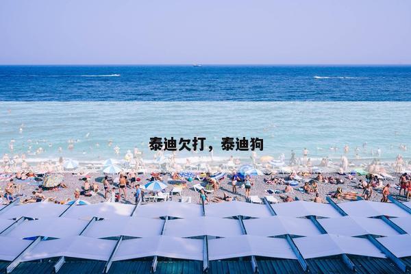 泰迪欠打，泰迪狗