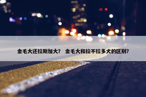 金毛大还拉斯加大？ 金毛大和拉不拉多犬的区别？