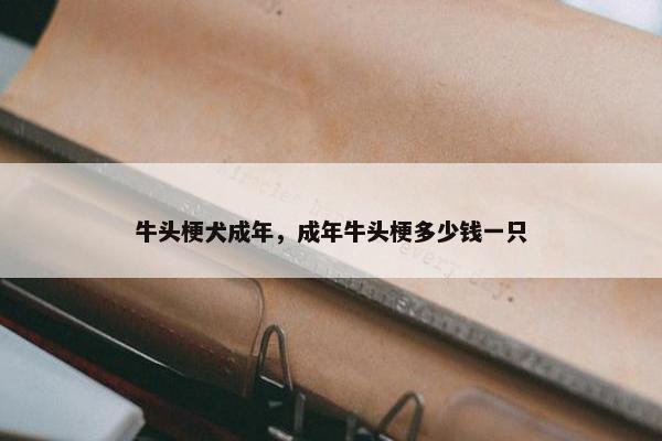 牛头梗犬成年，成年牛头梗多少钱一只