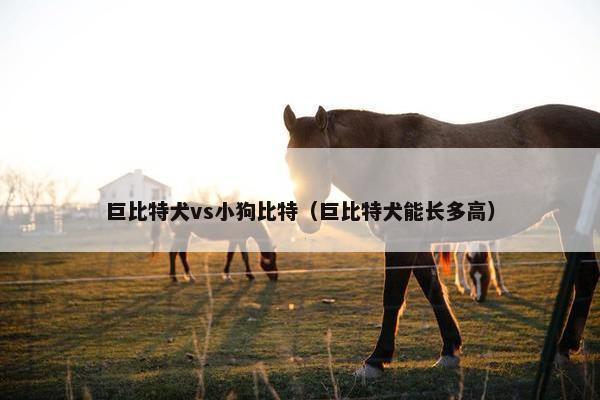 巨比特犬vs小狗比特（巨比特犬能长多高）