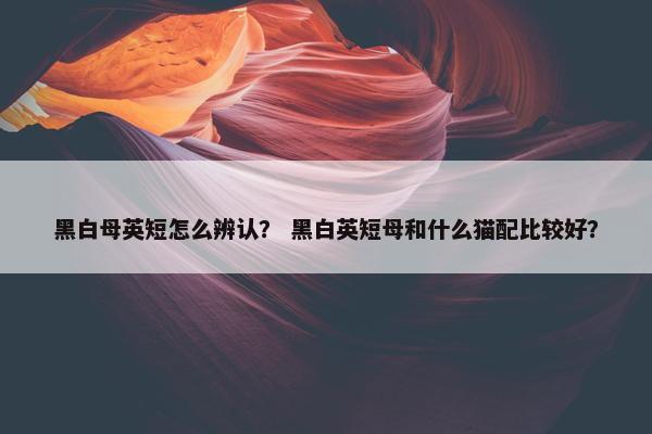 黑白母英短怎么辨认？ 黑白英短母和什么猫配比较好？