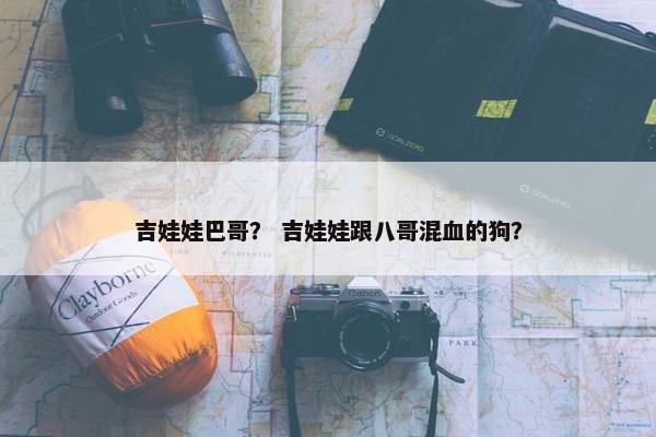 吉娃娃巴哥？ 吉娃娃跟八哥混血的狗？